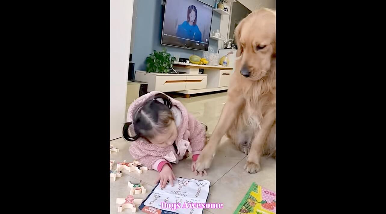 ゴールデンレトリーバー,動画