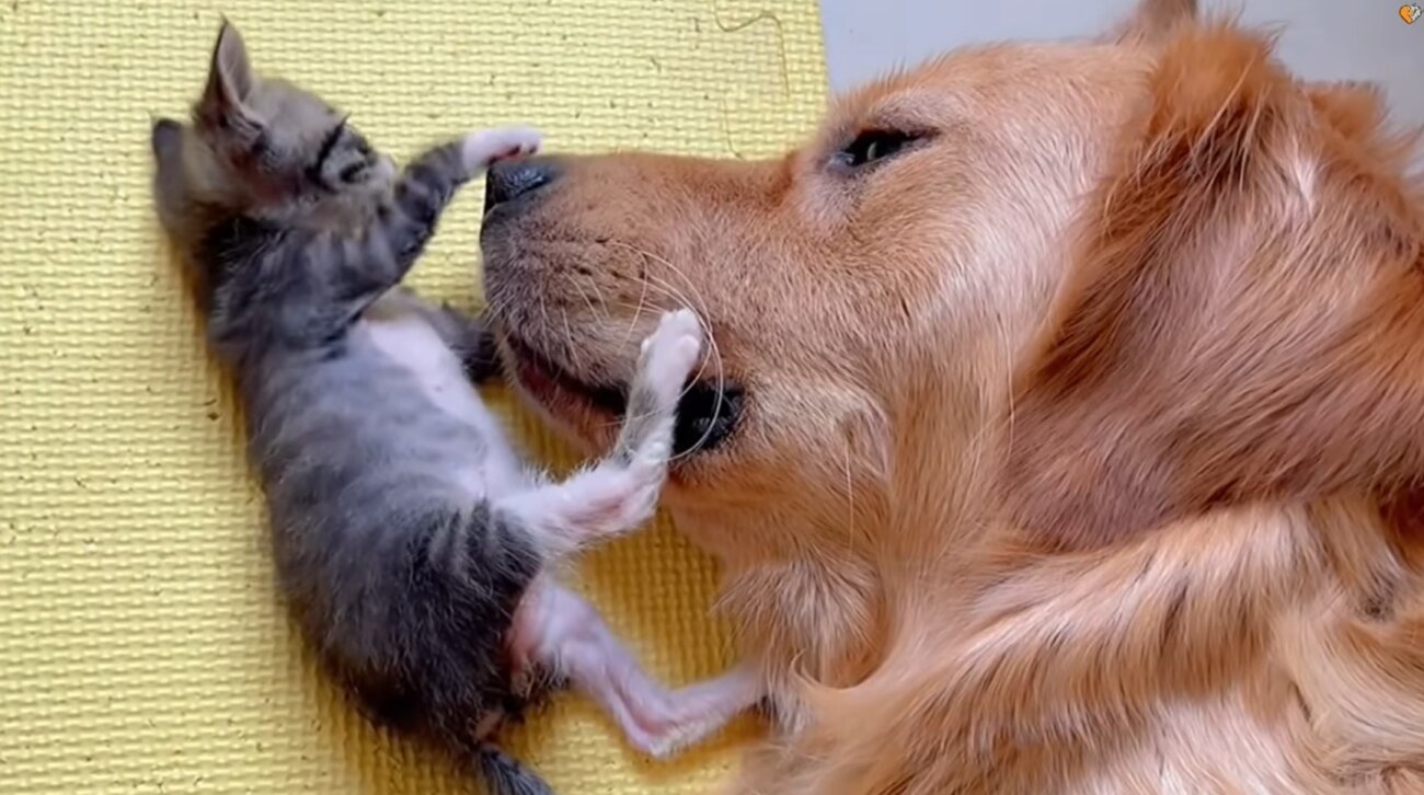 ゴールデンレトリーバー,動画