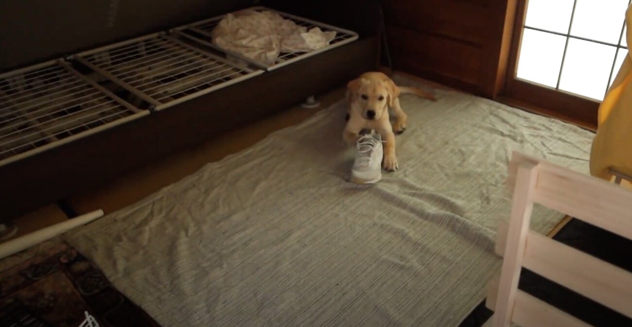 ラブラドールレトリーバー,動画