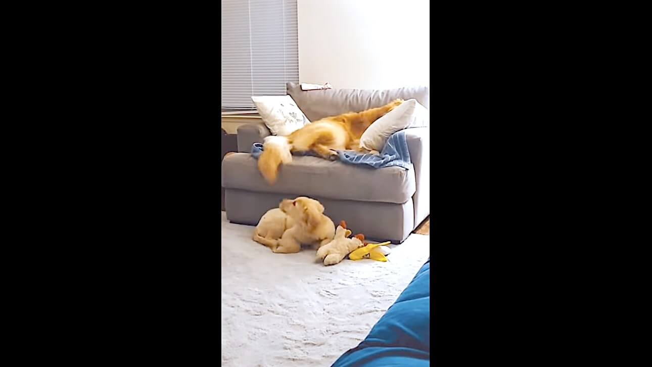 ゴールデンレトリーバー,動画