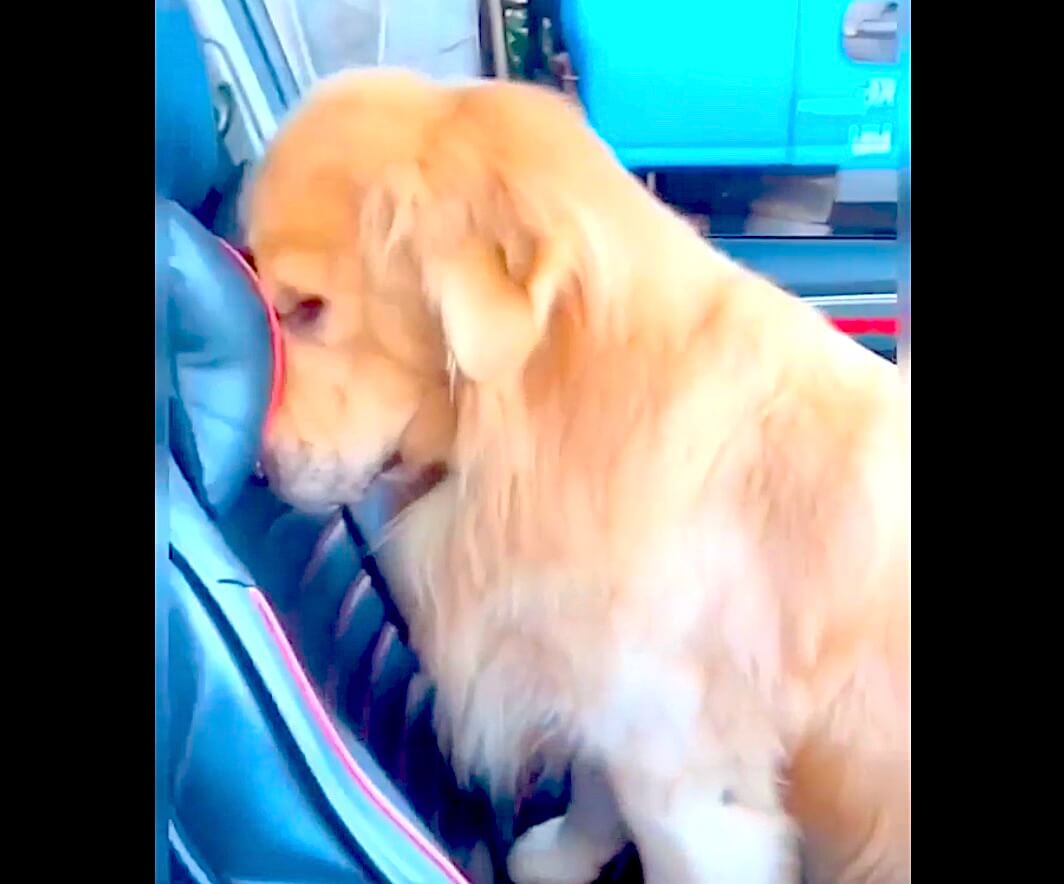 ゴールデンレトリーバー,動画