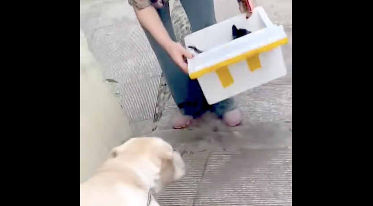 ラブラドールレトリーバー,動画