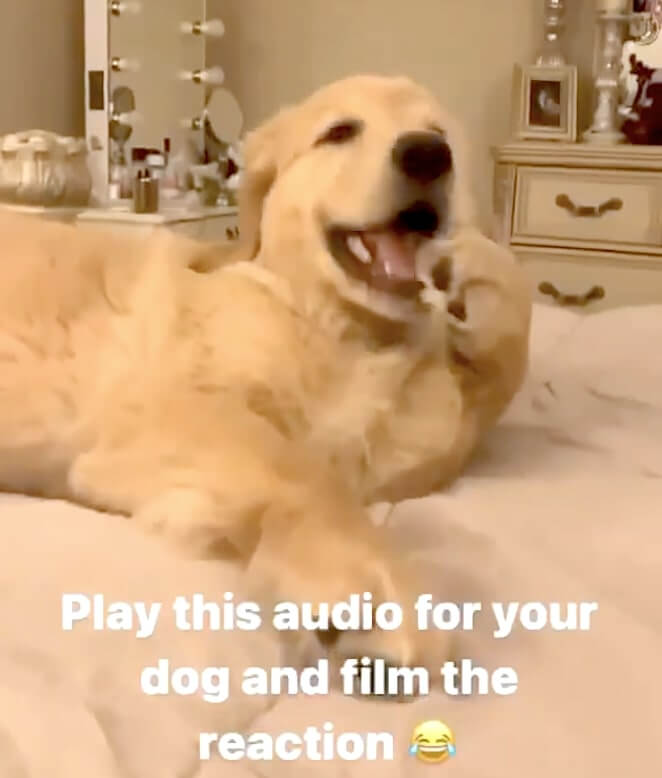 ゴールデンレトリーバー,動画