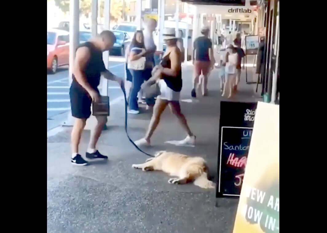 ゴールデンレトリーバー,動画