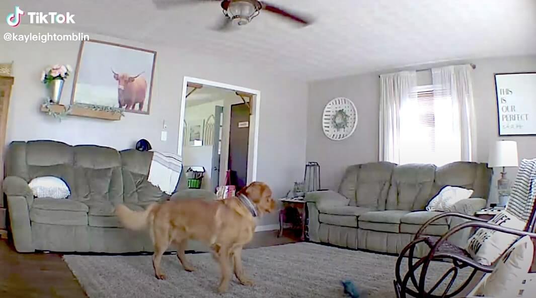 ゴールデンレトリーバー,動画