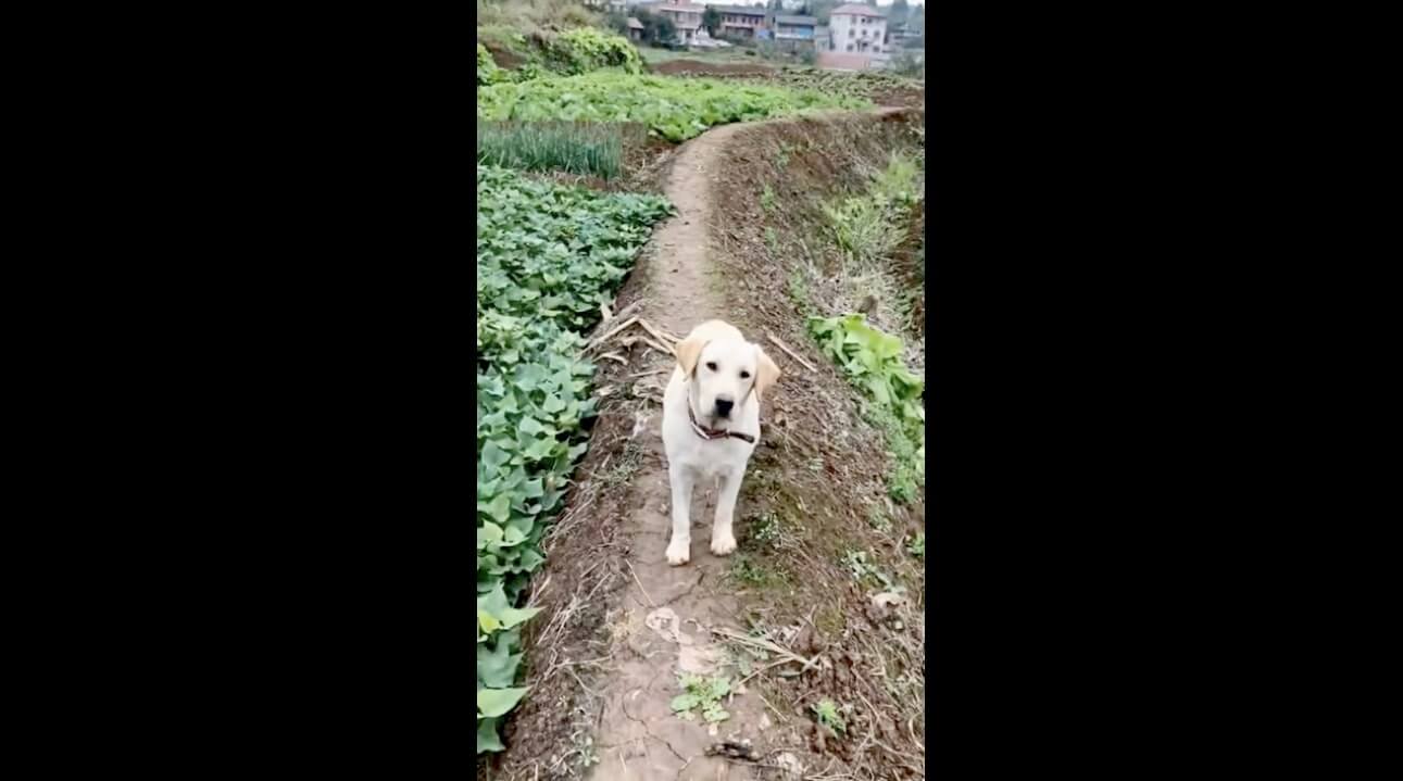 ラブラドールレトリーバー,動画