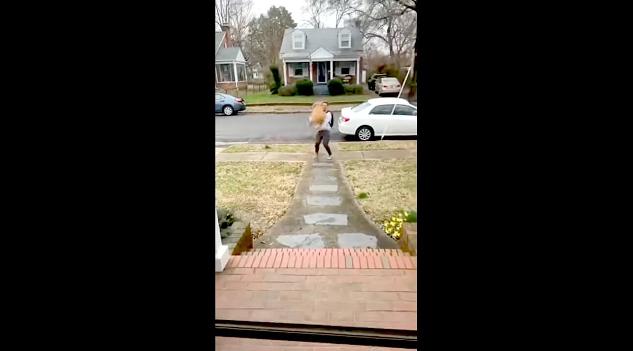 ゴールデンレトリーバー,動画