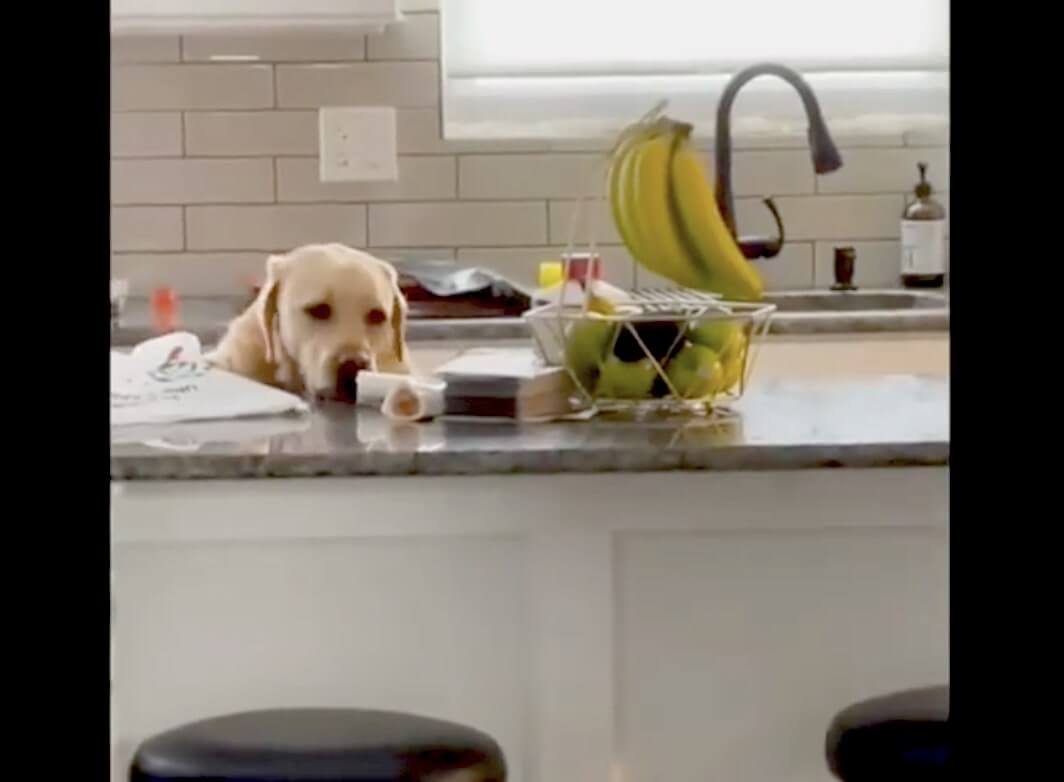 ラブラドールレトリーバー,動画