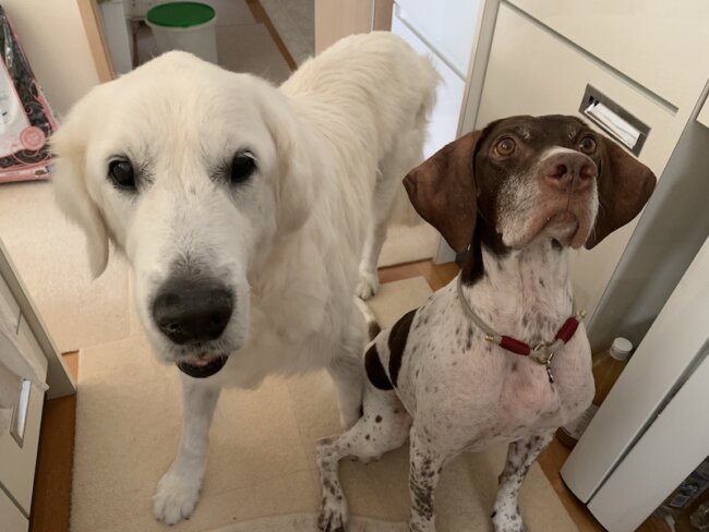 コールデンレトリーバー、ポインター