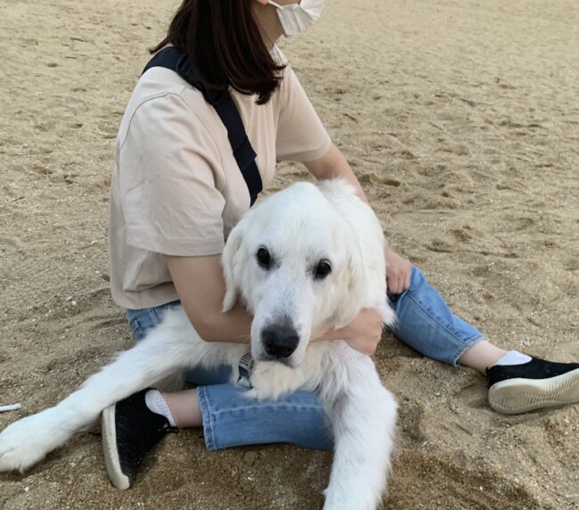 ゴールデンとオーナー