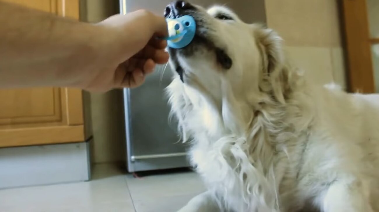 ゴールデンレトリーバー,動画