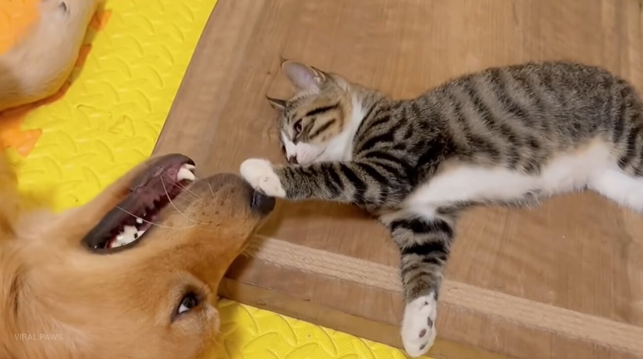 ゴールデンレトリーバー,動画