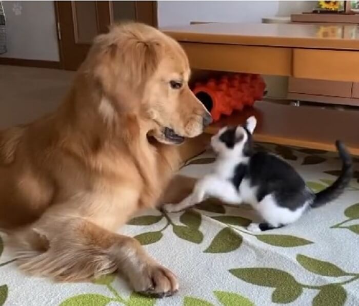 ゴールデンレトリーバー,動画