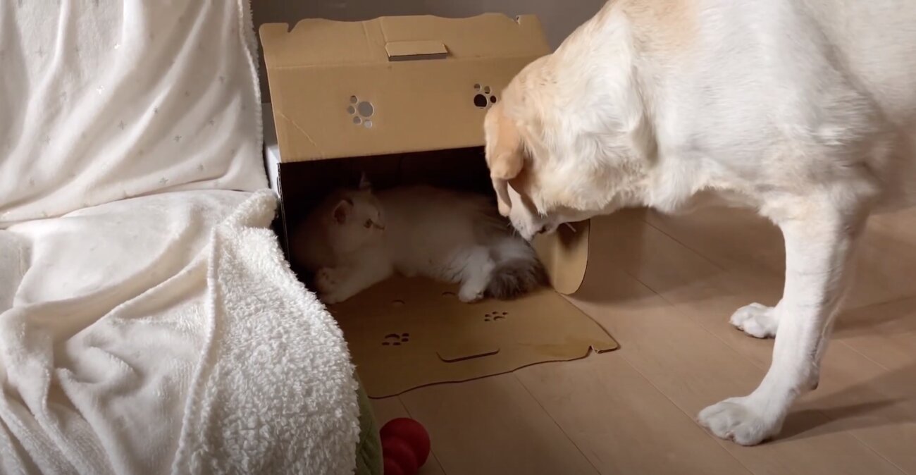 ラブラドールレトリーバー,動画