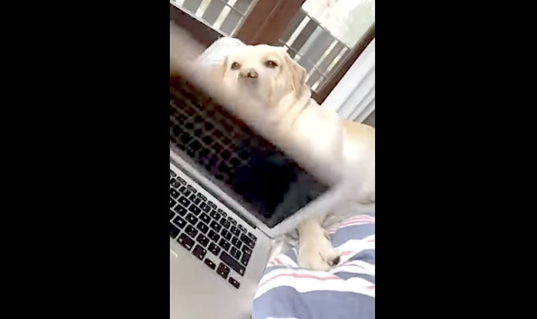 ラブラドールレトリーバー,動画