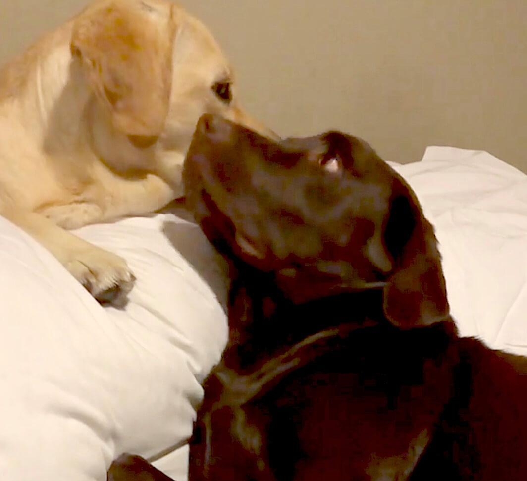 ラブラドールレトリーバー,動画