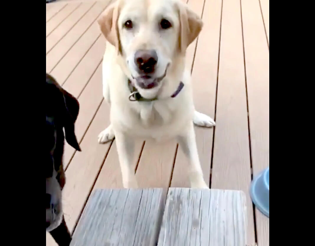 ラブラドールレトリーバー,動画