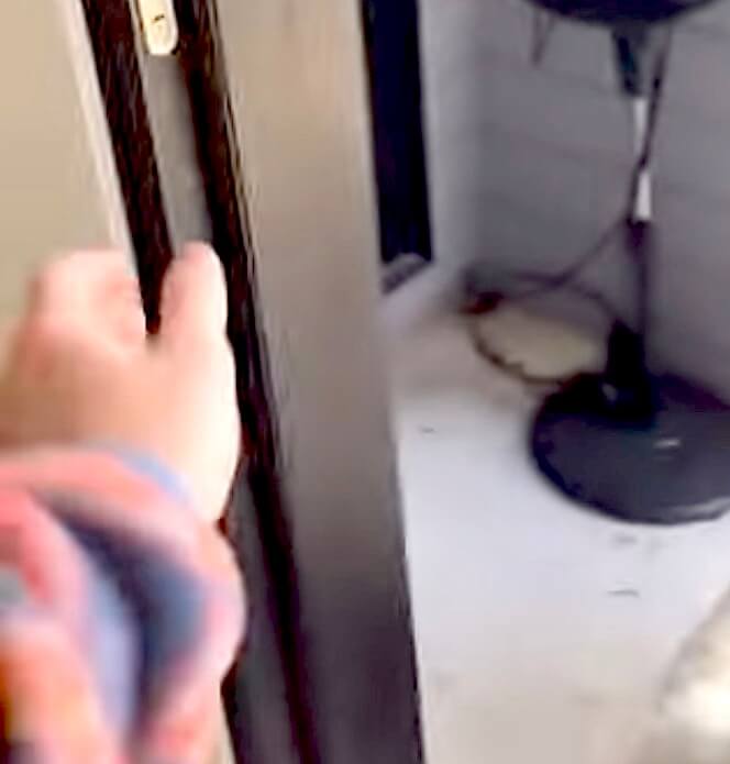 ゴールデンレトリーバー,動画