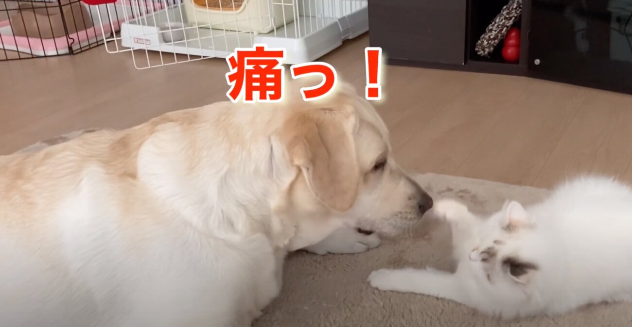 ラブラドールレトリーバー,動画