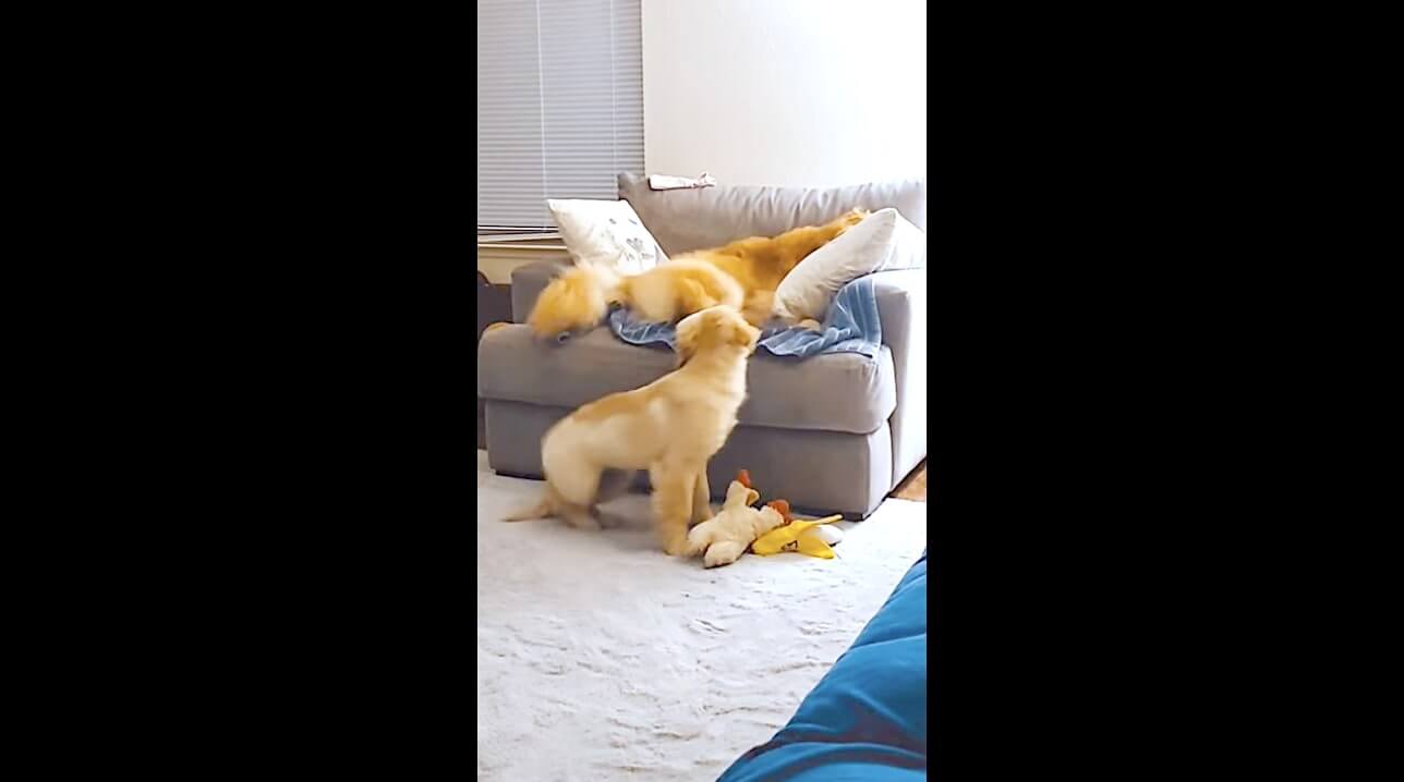ゴールデンレトリーバー,動画