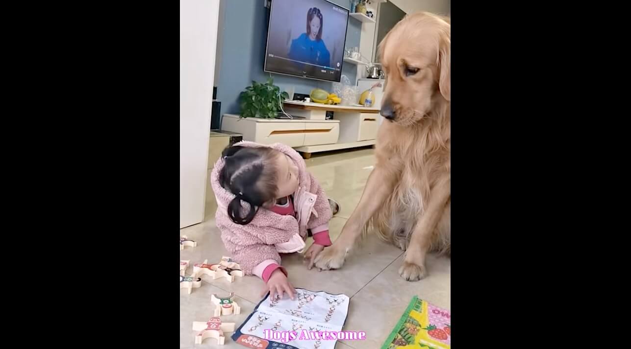 ゴールデンレトリーバー,動画