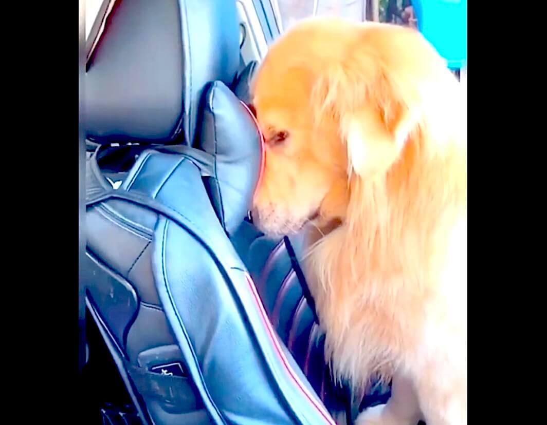 ゴールデンレトリーバー,動画