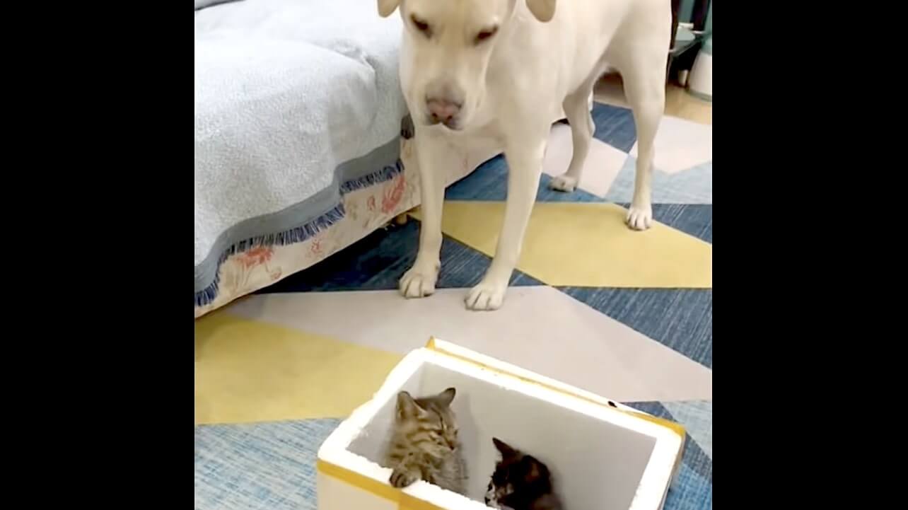 ラブラドールレトリーバー,動画