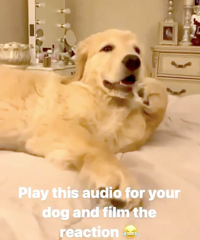 ゴールデンレトリーバー,動画