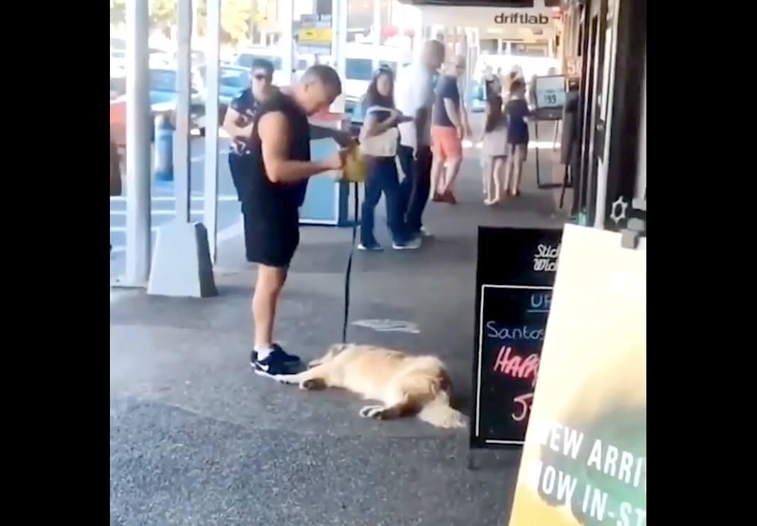 ゴールデンレトリーバー,動画