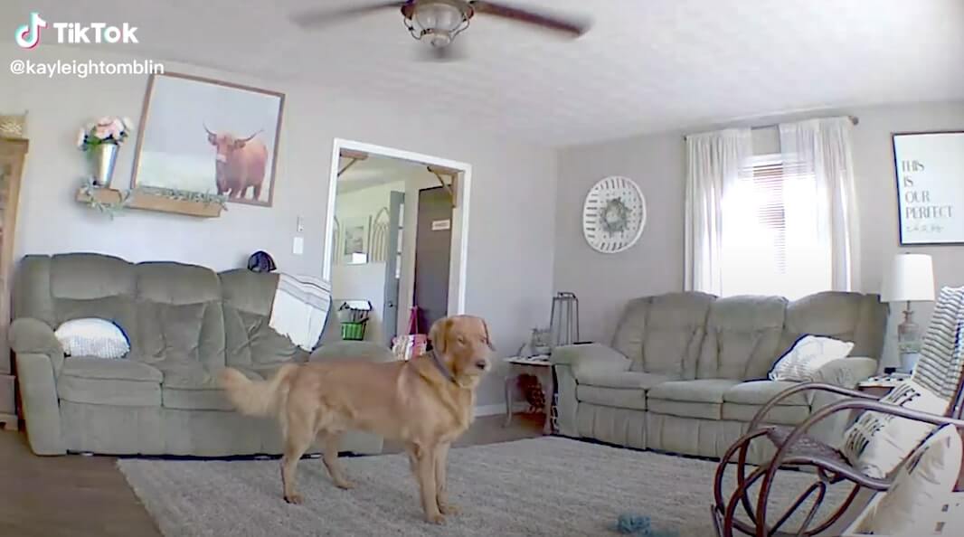 ゴールデンレトリーバー,動画