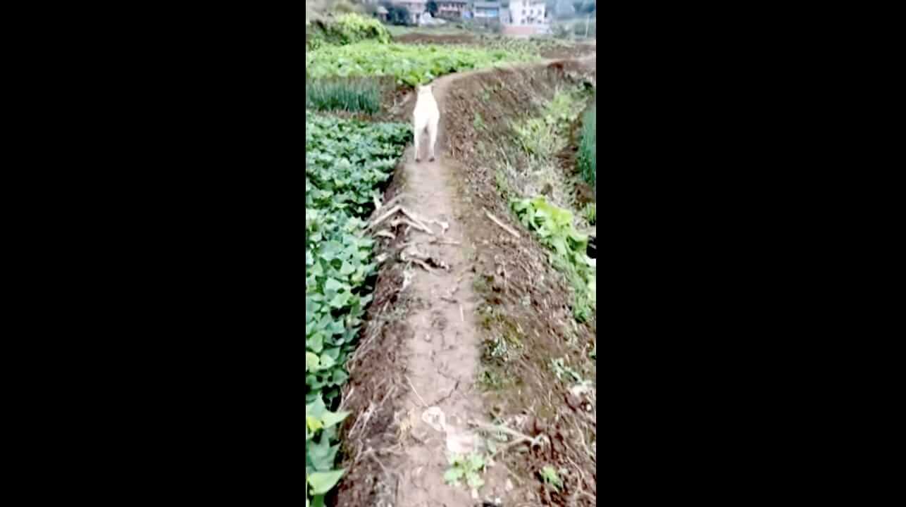 ラブラドールレトリーバー,動画