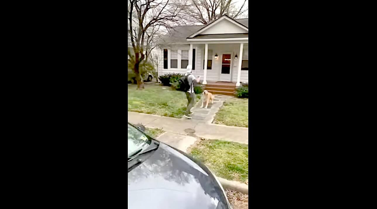 ゴールデンレトリーバー,動画