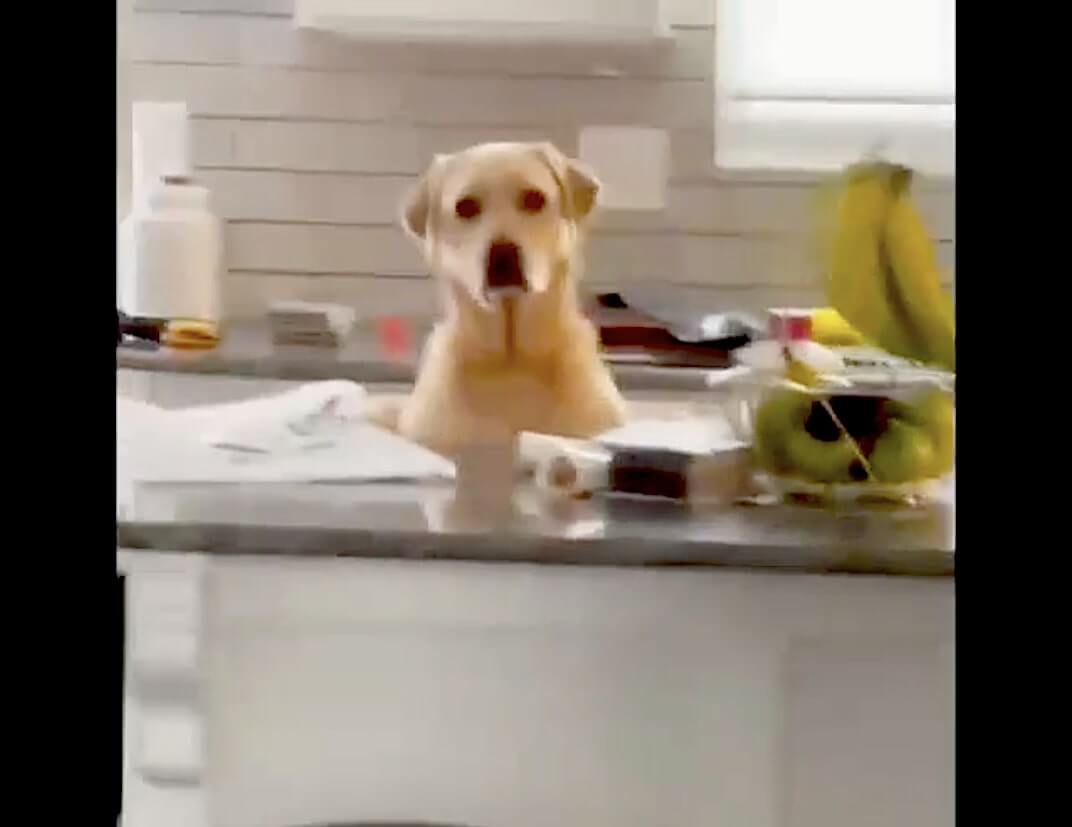 ラブラドールレトリーバー,動画