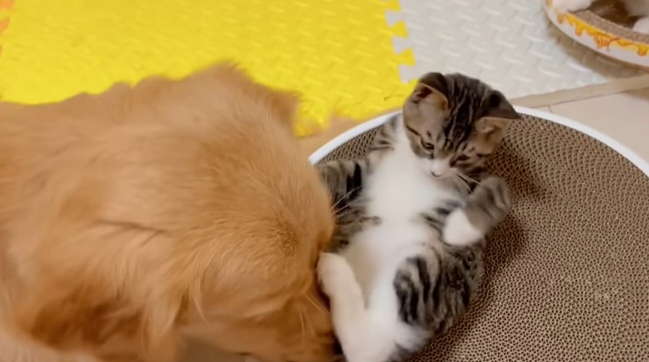 ゴールデンレトリーバー,動画