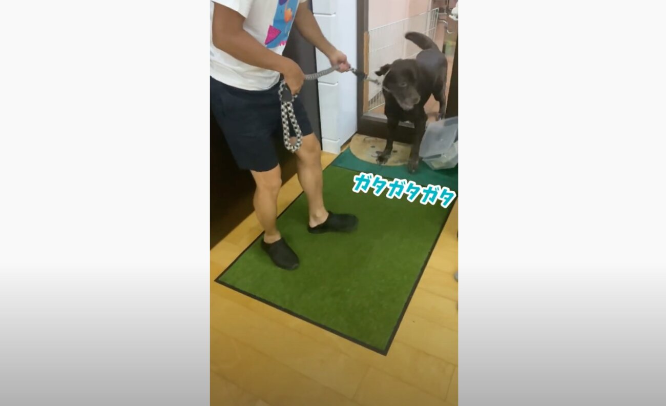 ラブラドールレトリーバー,動画