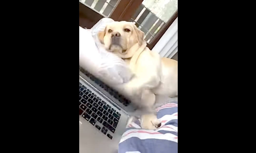 ラブラドールレトリーバー,動画