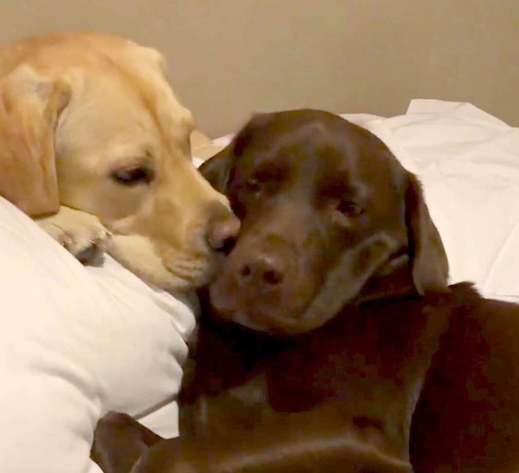 ラブラドールレトリーバー,動画