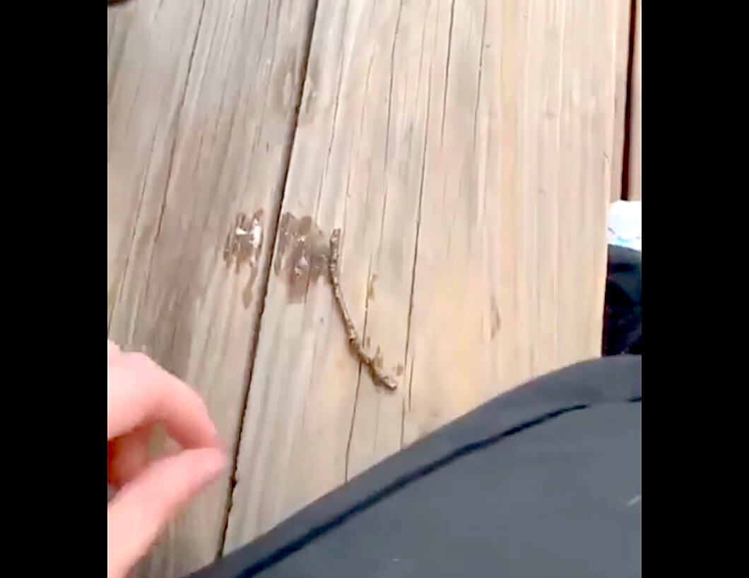 ラブラドールレトリーバー,動画