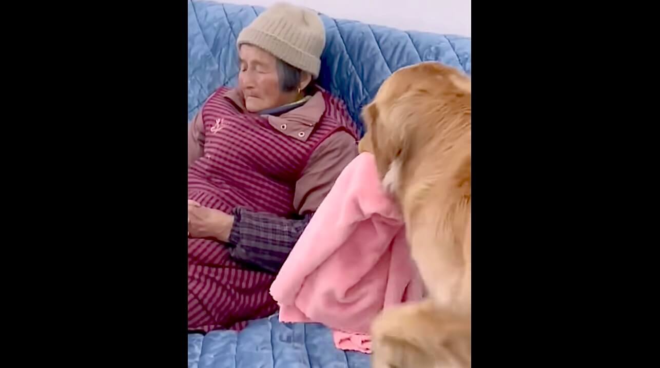 ゴールデンレトリーバー,動画