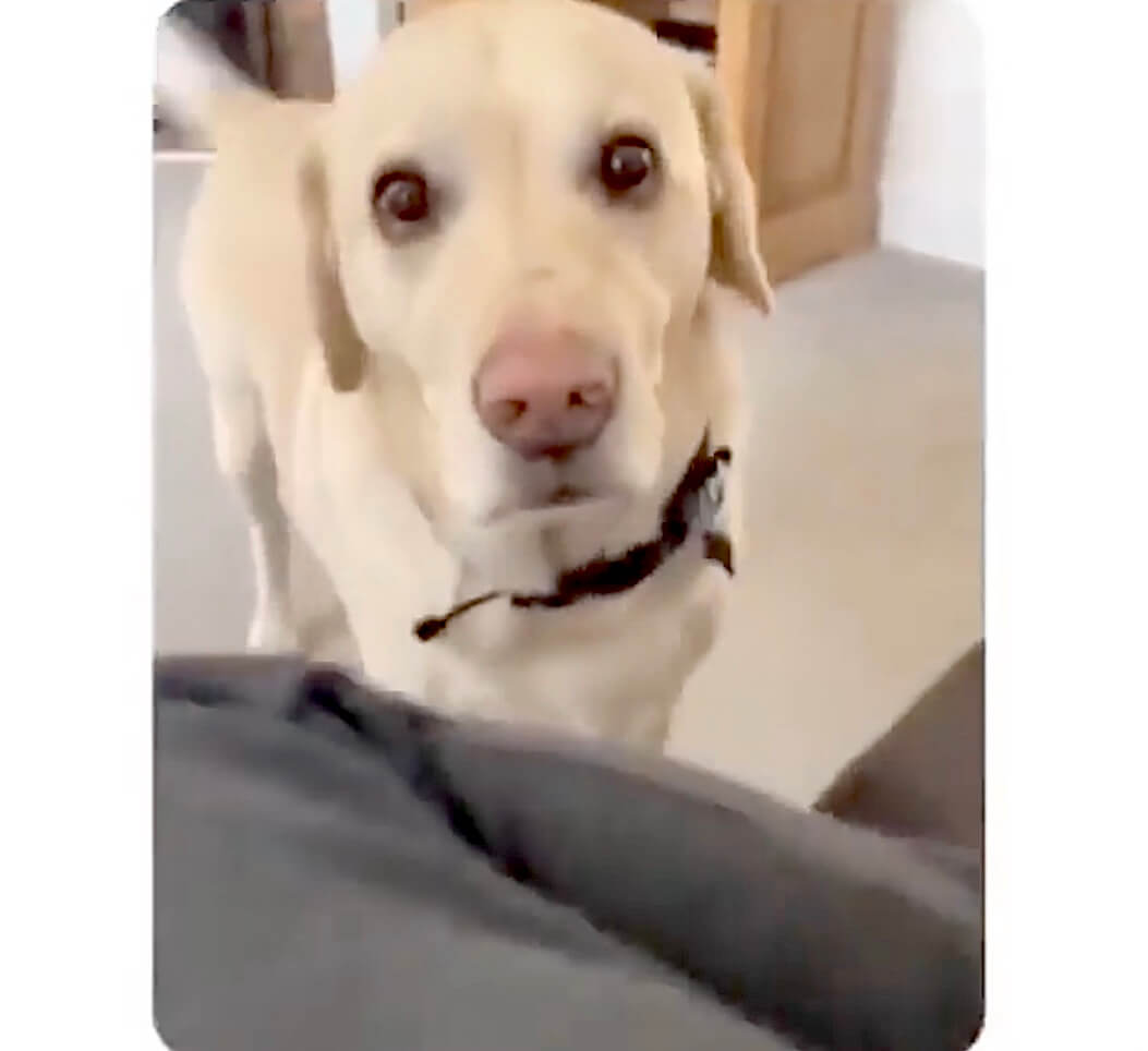 ラブラドールレトリーバー,動画