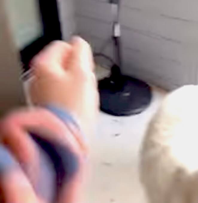 ゴールデンレトリーバー,動画