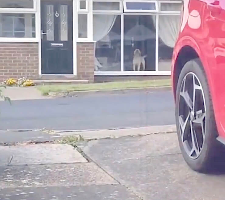 ラブラドールレトリーバー,動画