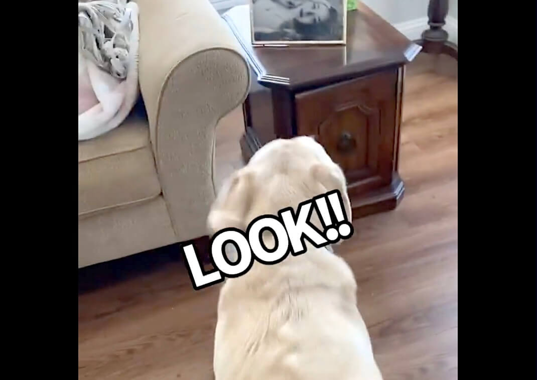 ラブラドールレトリーバー,動画