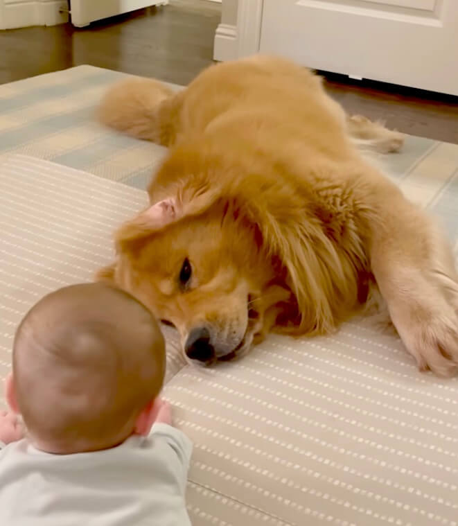 ゴールデンレトリーバー,動画