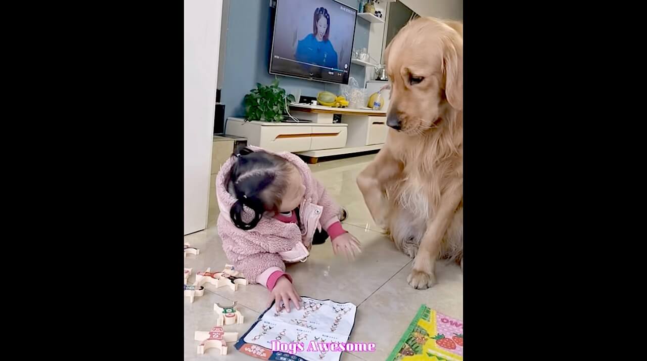 ゴールデンレトリーバー,動画