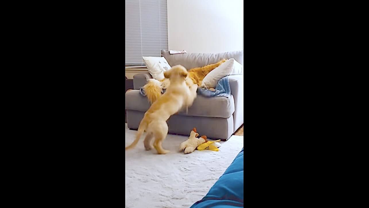 ゴールデンレトリーバー,動画