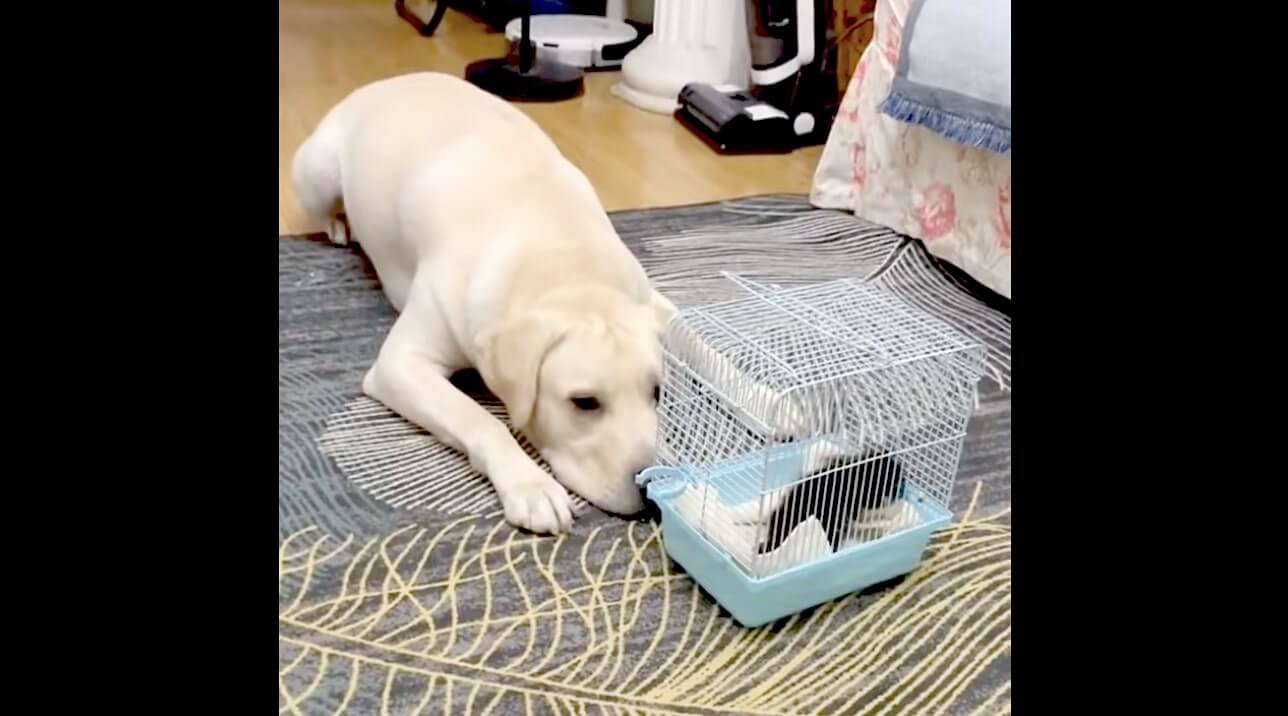 ラブラドールレトリーバー,動画