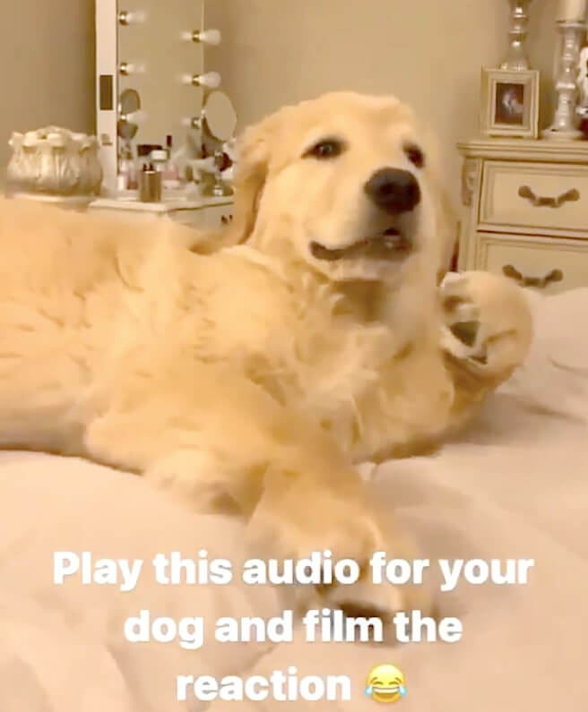 ゴールデンレトリーバー,動画