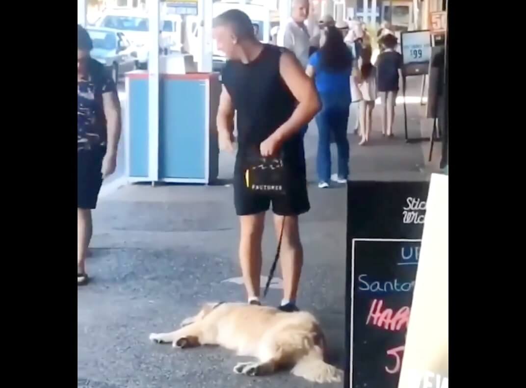 ゴールデンレトリーバー,動画