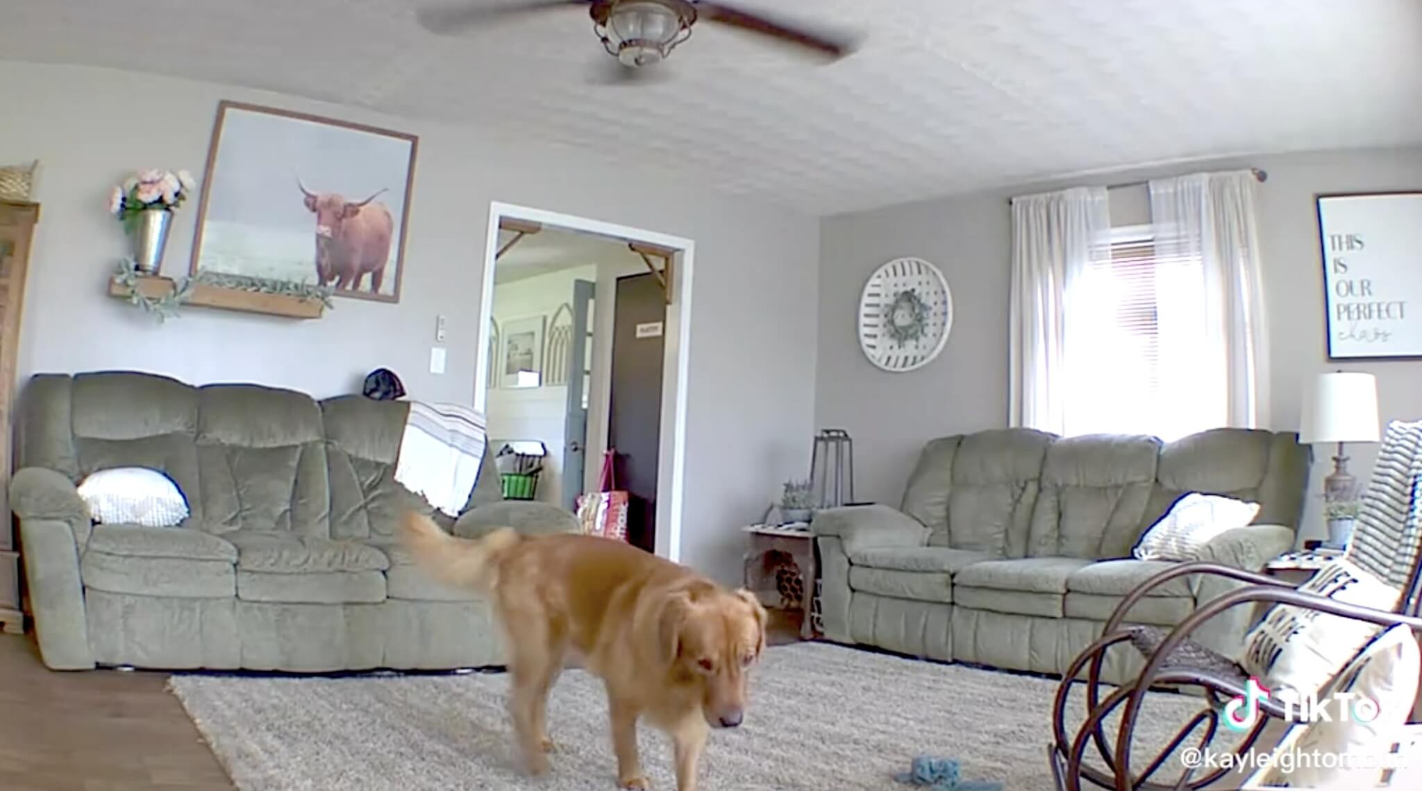 ゴールデンレトリーバー,動画